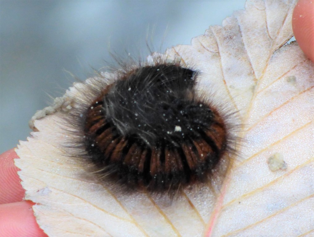 Bruco di Macrothylacia rubi (Lasiocampidae)